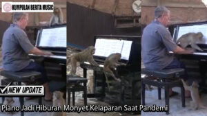 Piano Jadi Hiburan Monyet Kelaparan Saat Pandemi