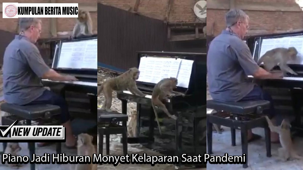 Piano Jadi Hiburan Monyet Kelaparan Saat Pandemi